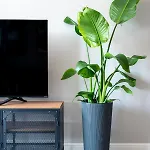 Sofii Apartamento